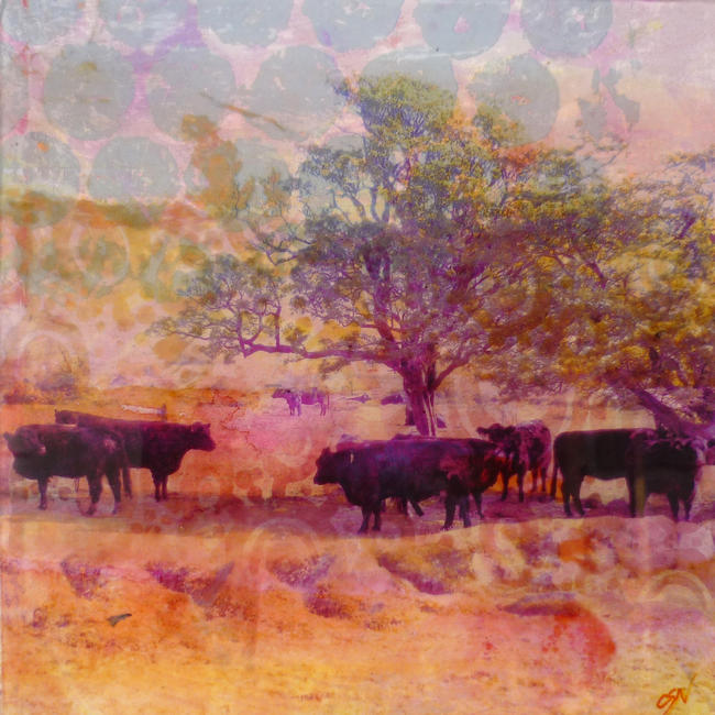 Dartmoor cows