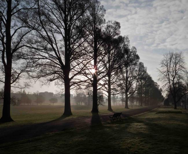Preston Park Elms at dawn