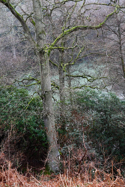 Woodland scene