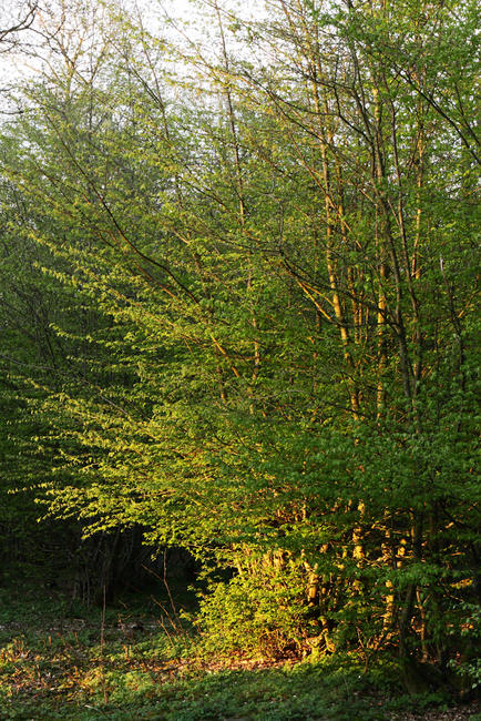 Knowlands Wood II