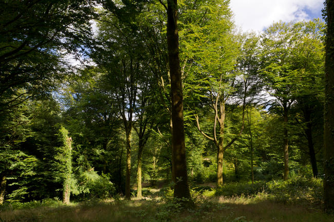 La Forêt de St Sever, Normandie
