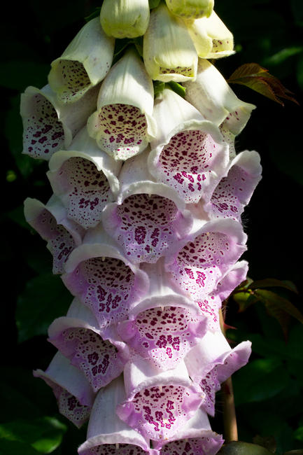 Foxglove, Preston Park walled garden