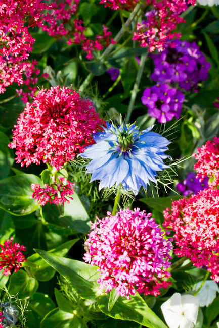 Love-in-the-Mist and Valerian