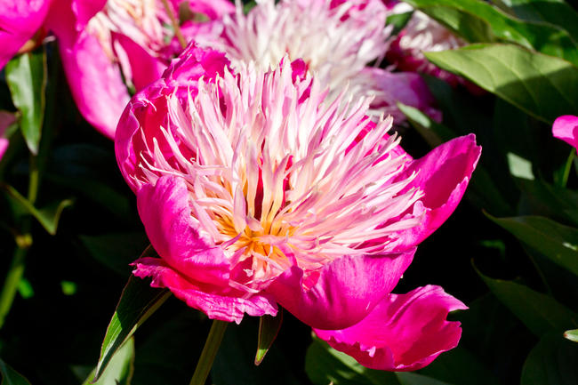 Peony, Preston Manor walled garden
