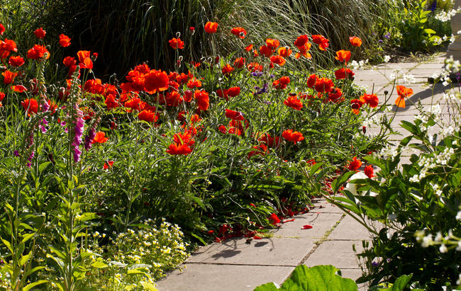 Oriental Poppies, Preston Manor walled garden