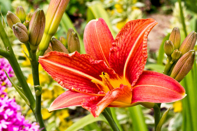 Day Lily
