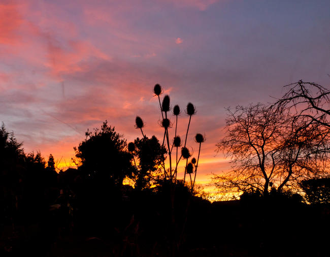 Teazle sunrise