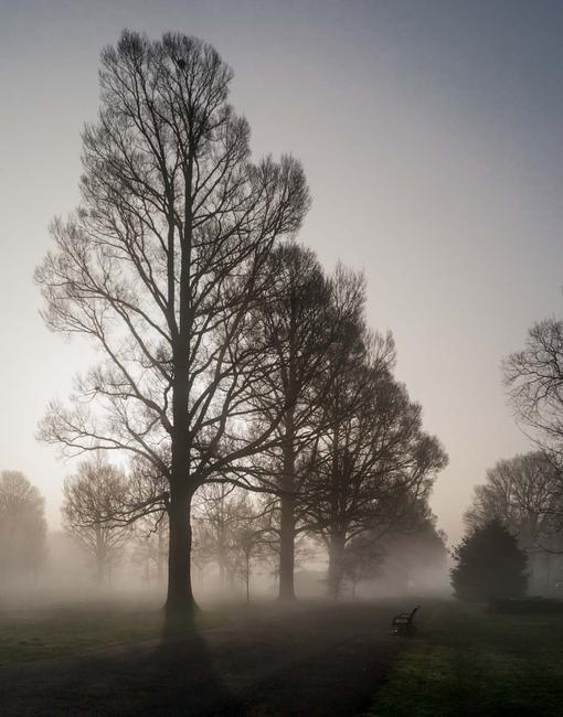 Elms in the mist