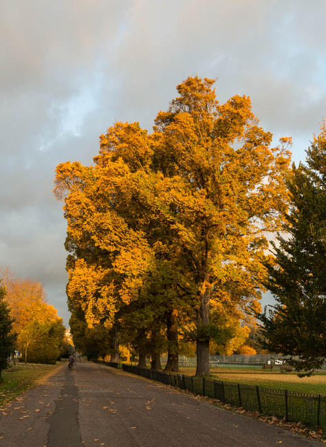 Autumn Elms, Preston Park