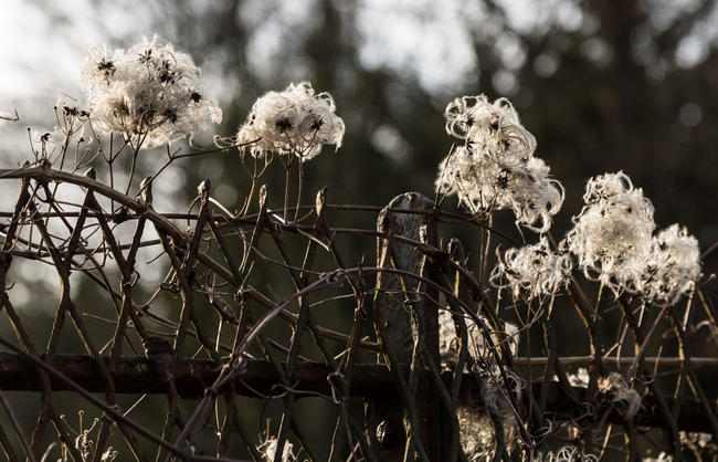 Old man's beard