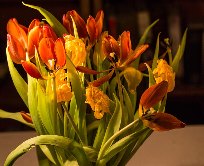 Fading Tulips