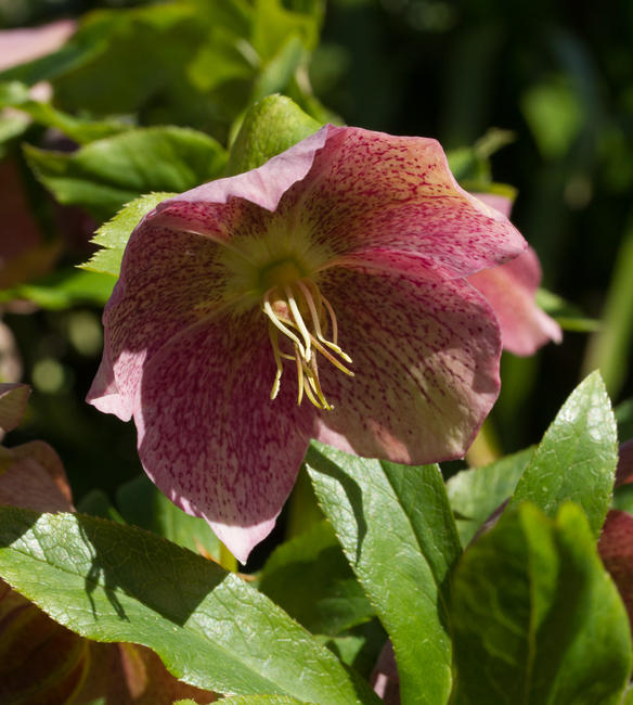 Hellebore