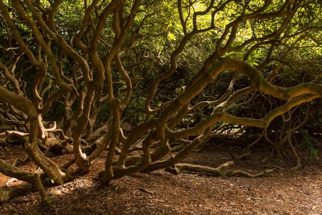 Rhododendron trunks