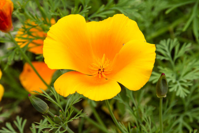 California Poppy