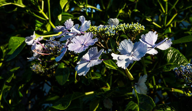 Hortensia