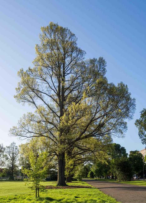Springtime Elms, Preston Park 2