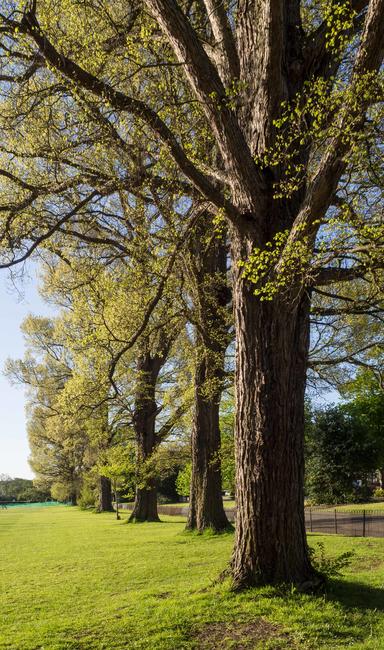 Springtime Elms, Preston Park 1