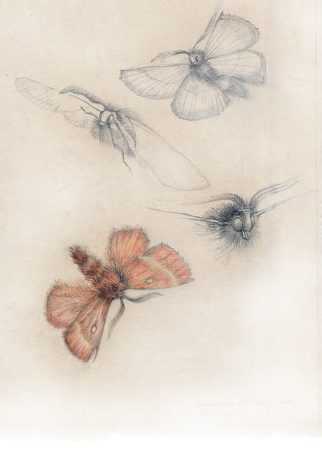 Moth