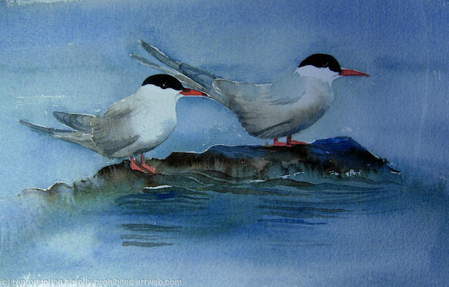 Terns on a rock