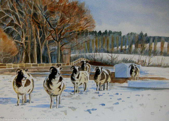 Sheep in a snowy field