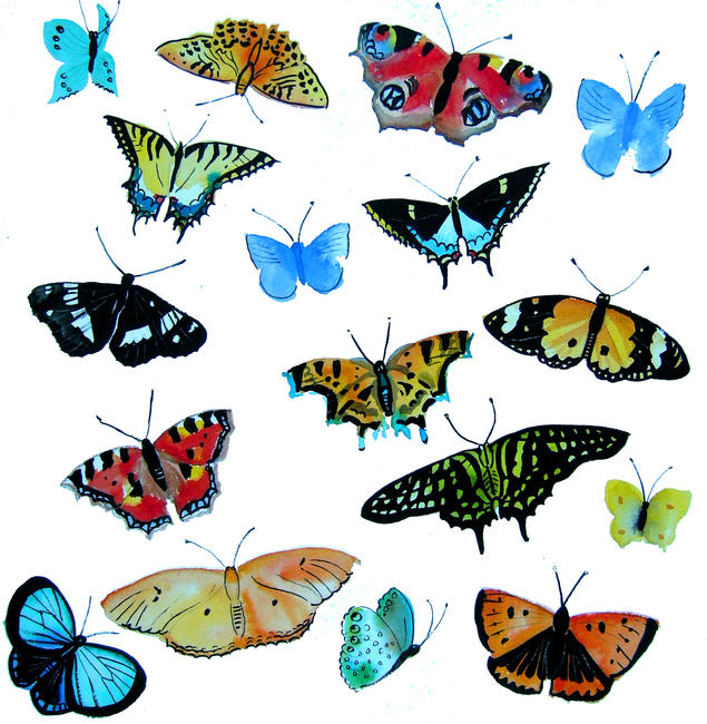 Butterflies