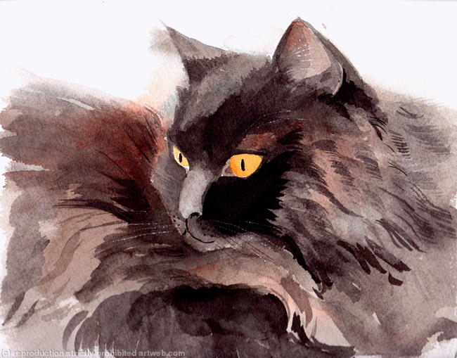 Black cat