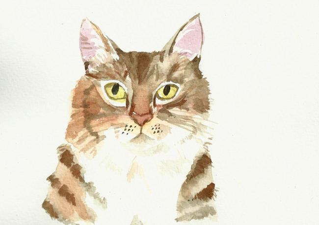 Tabby