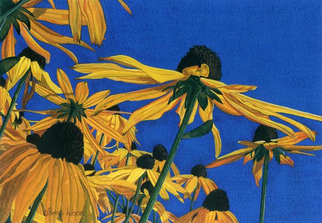 Rudbeckia, Original watercolour and gouache art work
