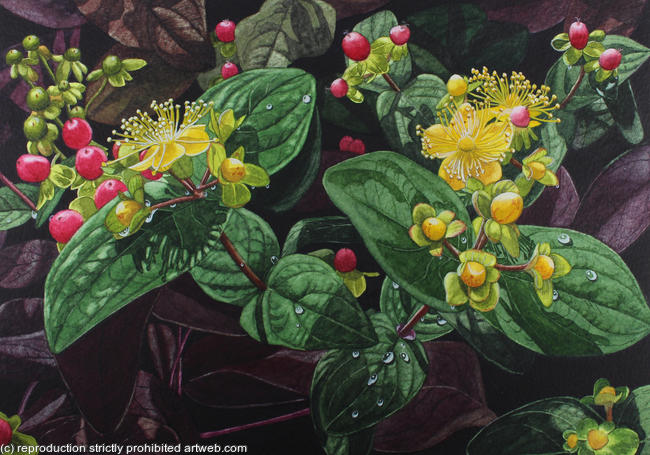 Hypericum 'Miracle Blossom'