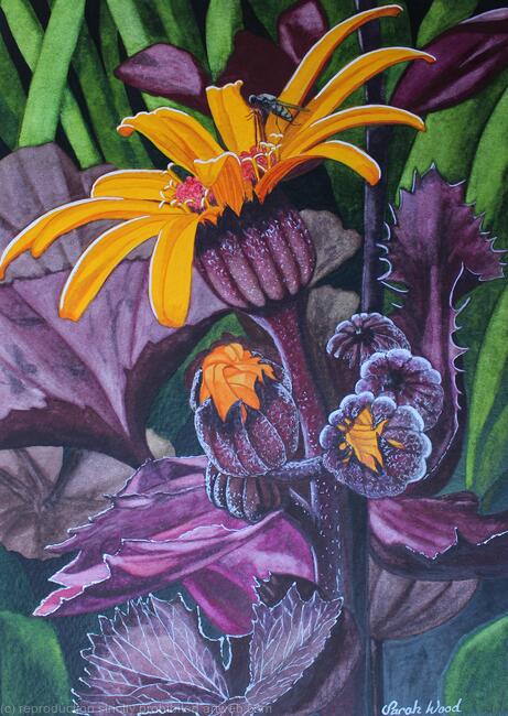 Ligularia 'King Kong' Leopard Plant