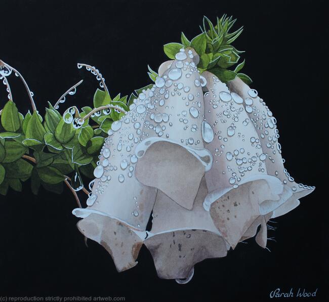 White Foxglove