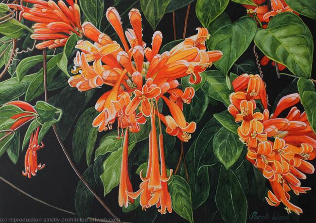 Flame Vine, Combretum coccineum
