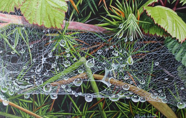 Cobweb with Raindrops