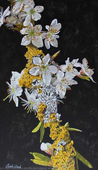 Hawthorn and Lichen