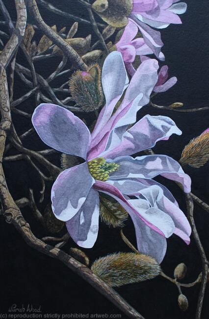 Magnolia