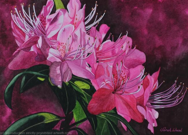 Rhododendron