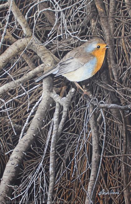 Robin at Ness Gardens