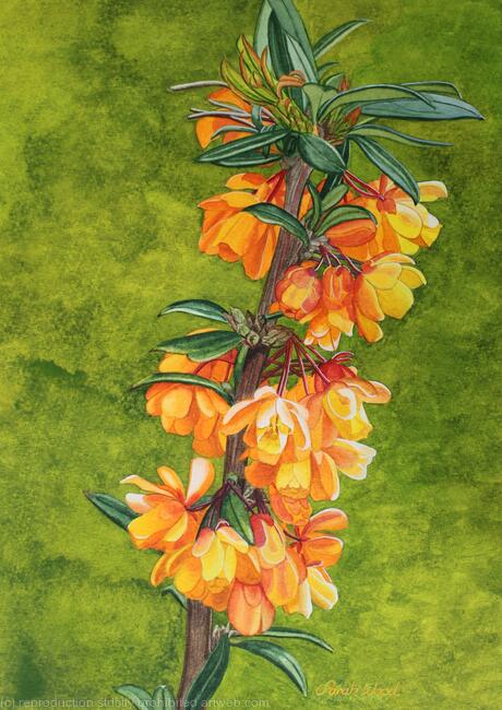 Berberis