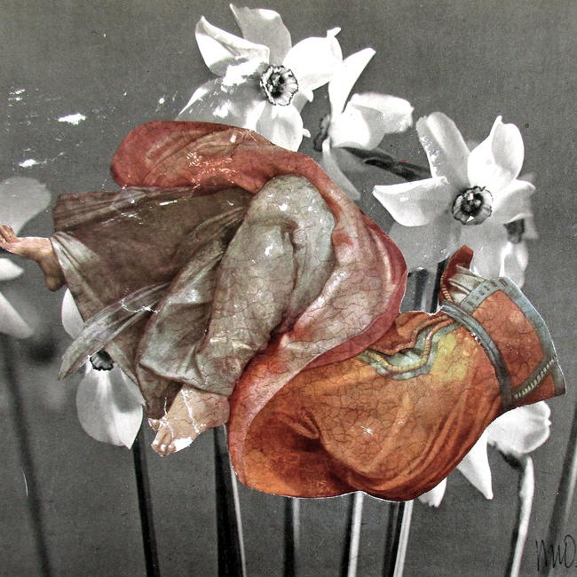 Narcissus