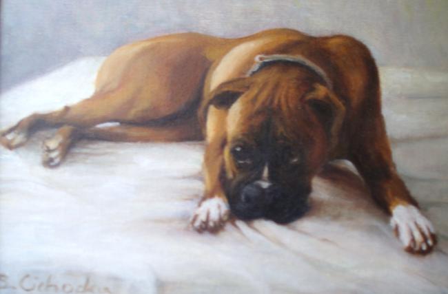 Boxer called Mr.