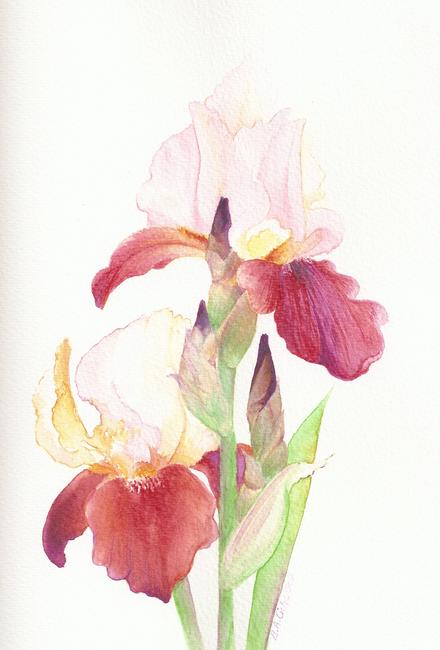 Irises