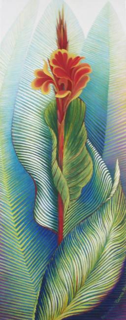 Canna Striata