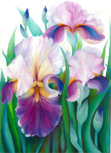 Pink Iris