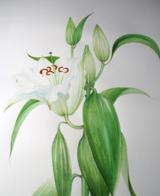 Lily
