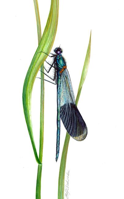 Damselfly