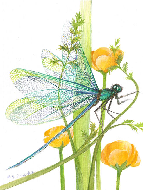 Sheer Wings (6)