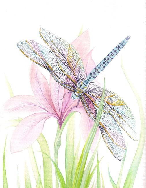 Sheer Wings (4)
