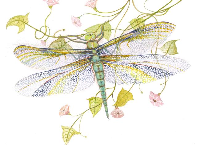 Sheer Wings (2)