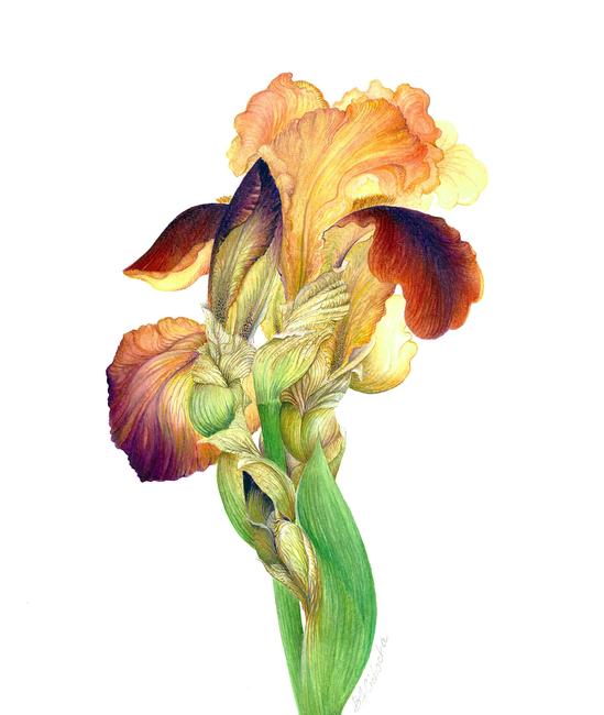 Iris