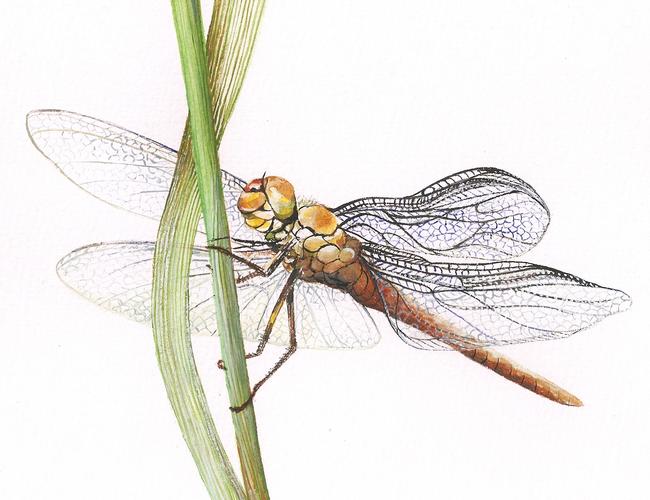 Sheer Wings (5)